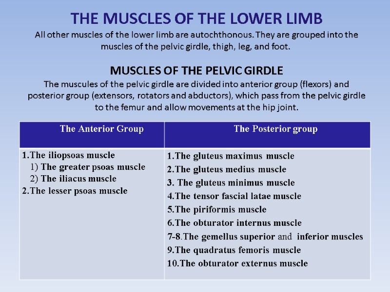 THE MUSCLES OF THE LOWER LIMB All other muscles of the lower limb are